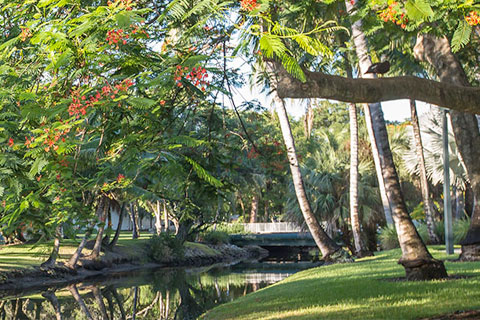 Faculty Senate Lead Image of Campus Trees